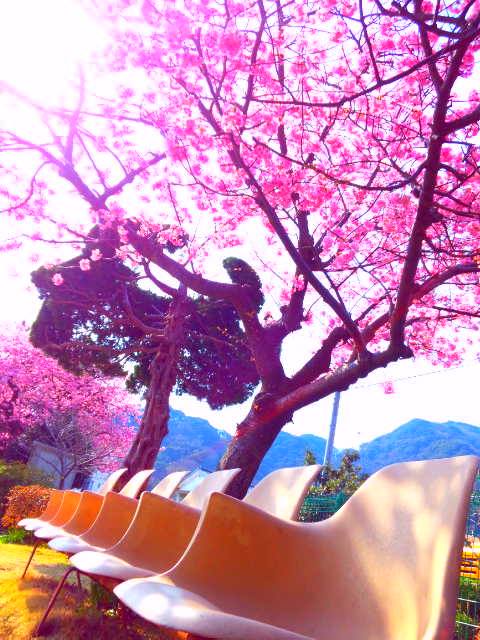 中公園桜.jpg