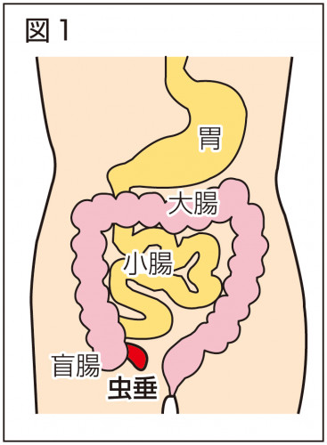 6月24日(水)・6月25日(木)虫垂炎のため臨時休業