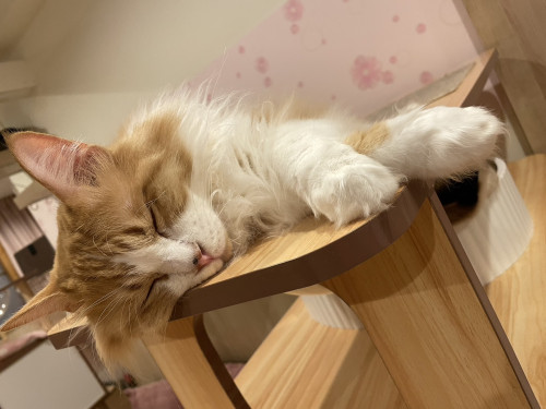 #大阪 #難波#なんば #猫カフェ #保護猫カフェ猫の恵庭