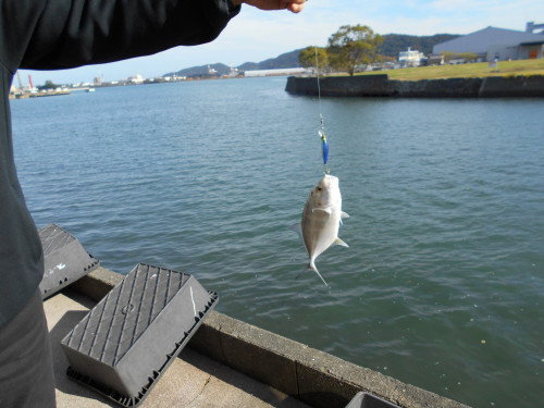 お店の裏、釣れてます