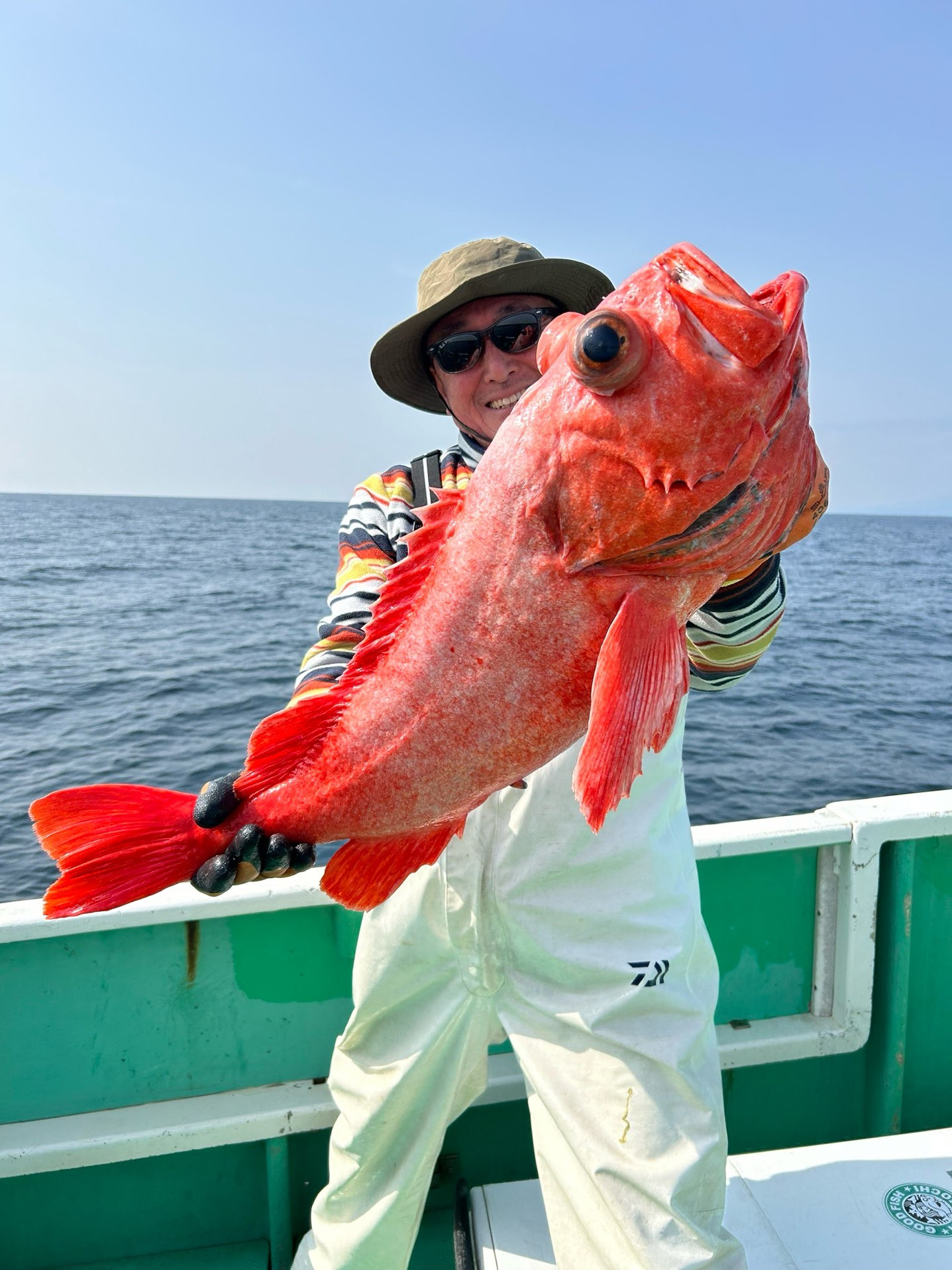 ベニアコウ 本命浮上㊗️