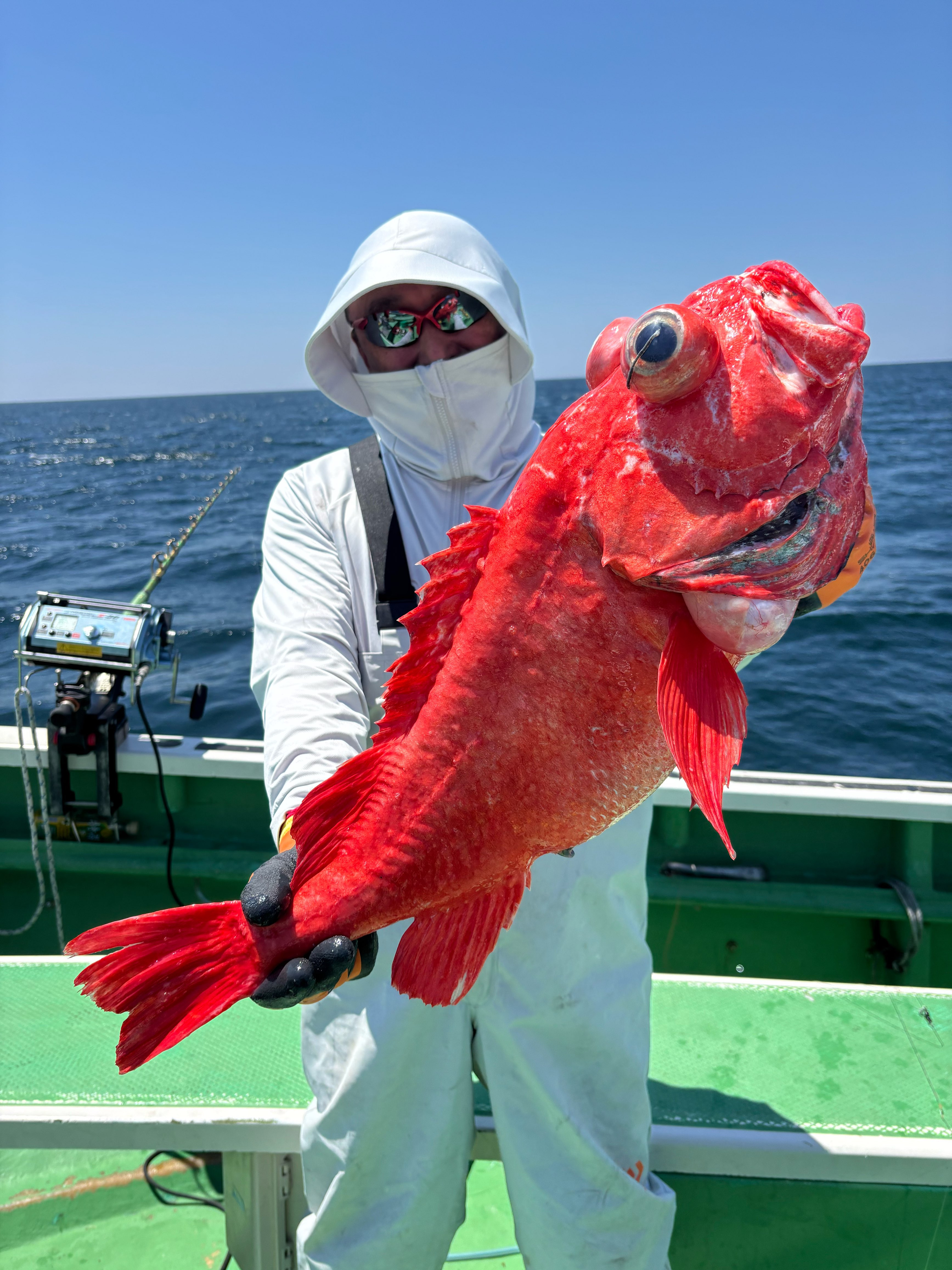 ベニアコウ 本命浮上㊗️