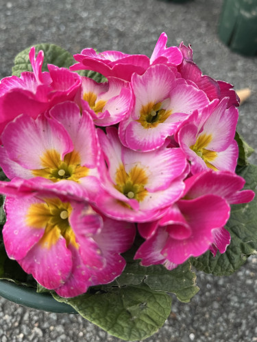 腎臓を管理し大事にしよう