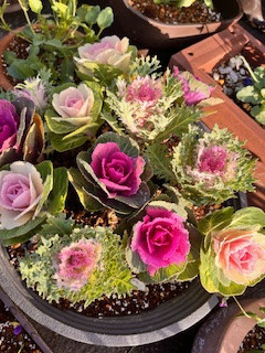 新年の体重と血圧