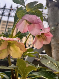 血糖スパイクを起こしにくい食べ方