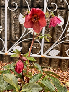 軽視しがちな悪玉コルステロ-ルと中性脂肪