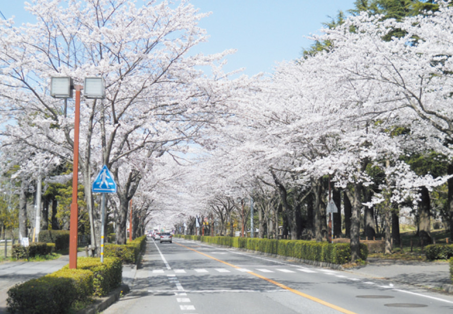 茨城大学桜並木