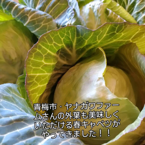 ☆夢にまで見たキャベツ☆