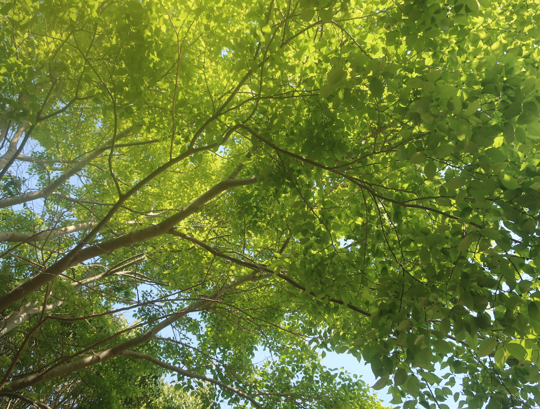 IMG_1451.jpeg