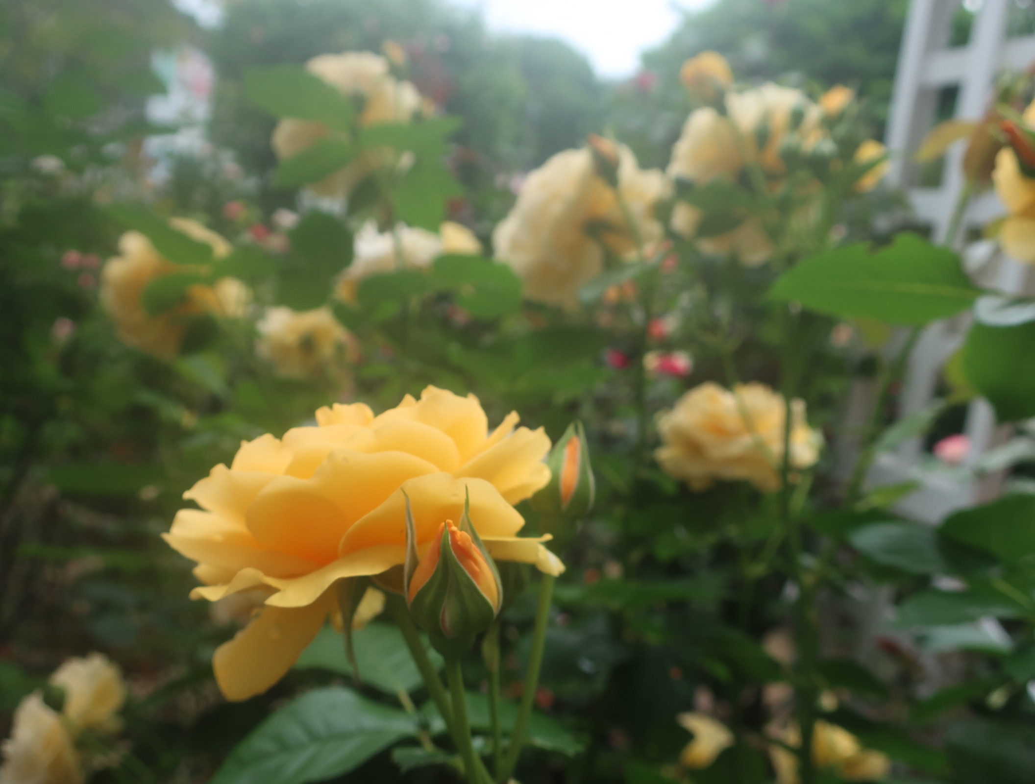 IMG_1545.jpeg