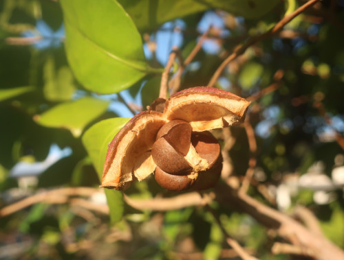 11月のお知らせ
