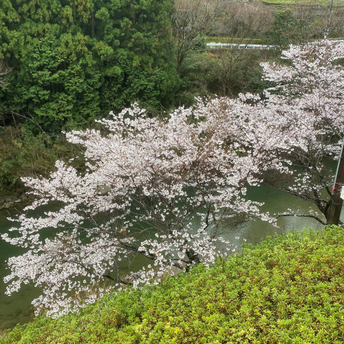 桜満開!?