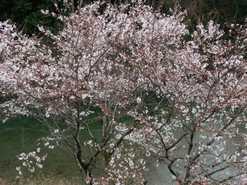 桜満開!久万高原と仁淀川町の桜・花桃情報2021