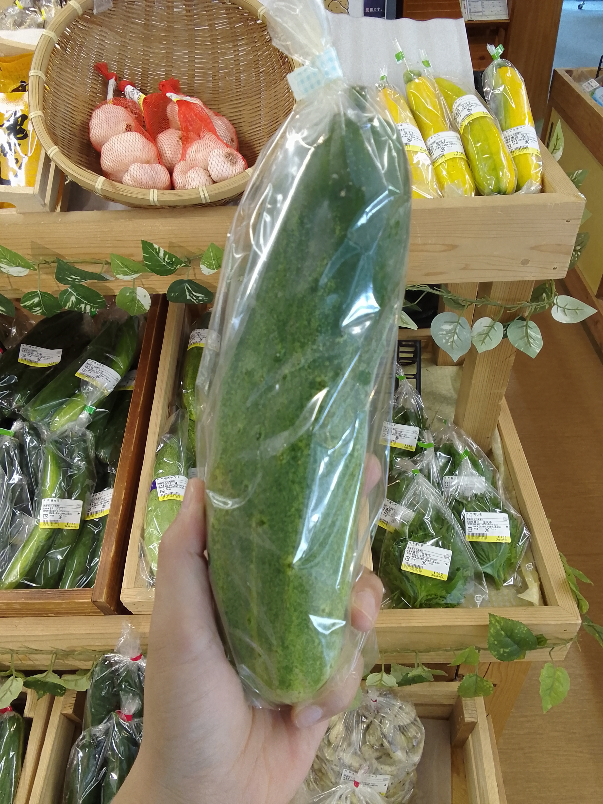 地きゅうり🥒✨