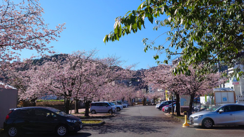熱海親水公園の大寒桜が見頃です