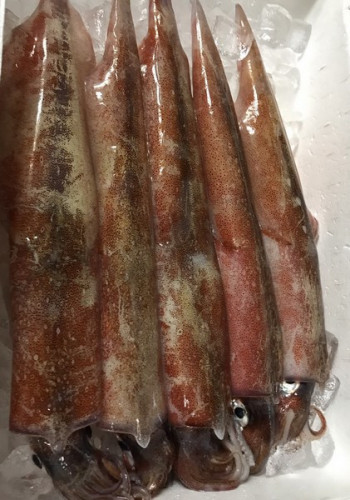 鮮度抜群!旬の那珂湊産ヤリイカを入荷しました!