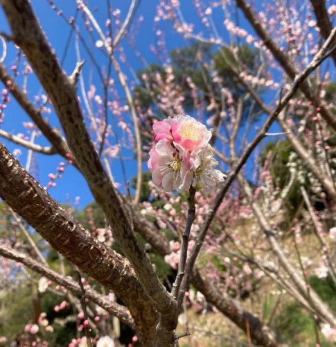 3月22日(火)から通常営業いたします