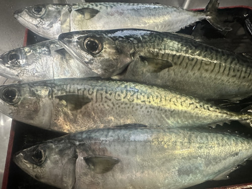 本日より開催!「常陸乃国まさば 生旨フェア」