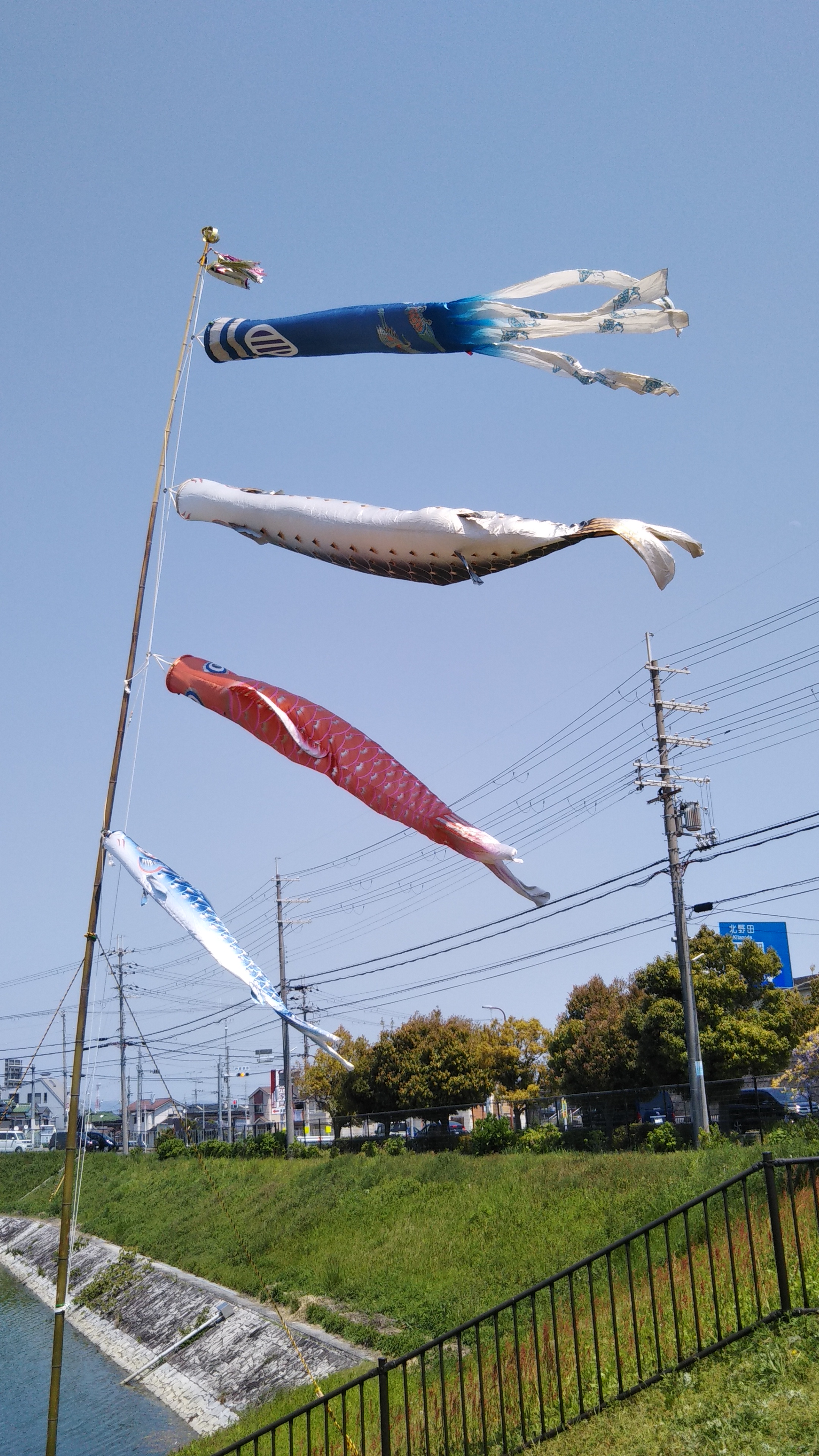 鯉のぼり