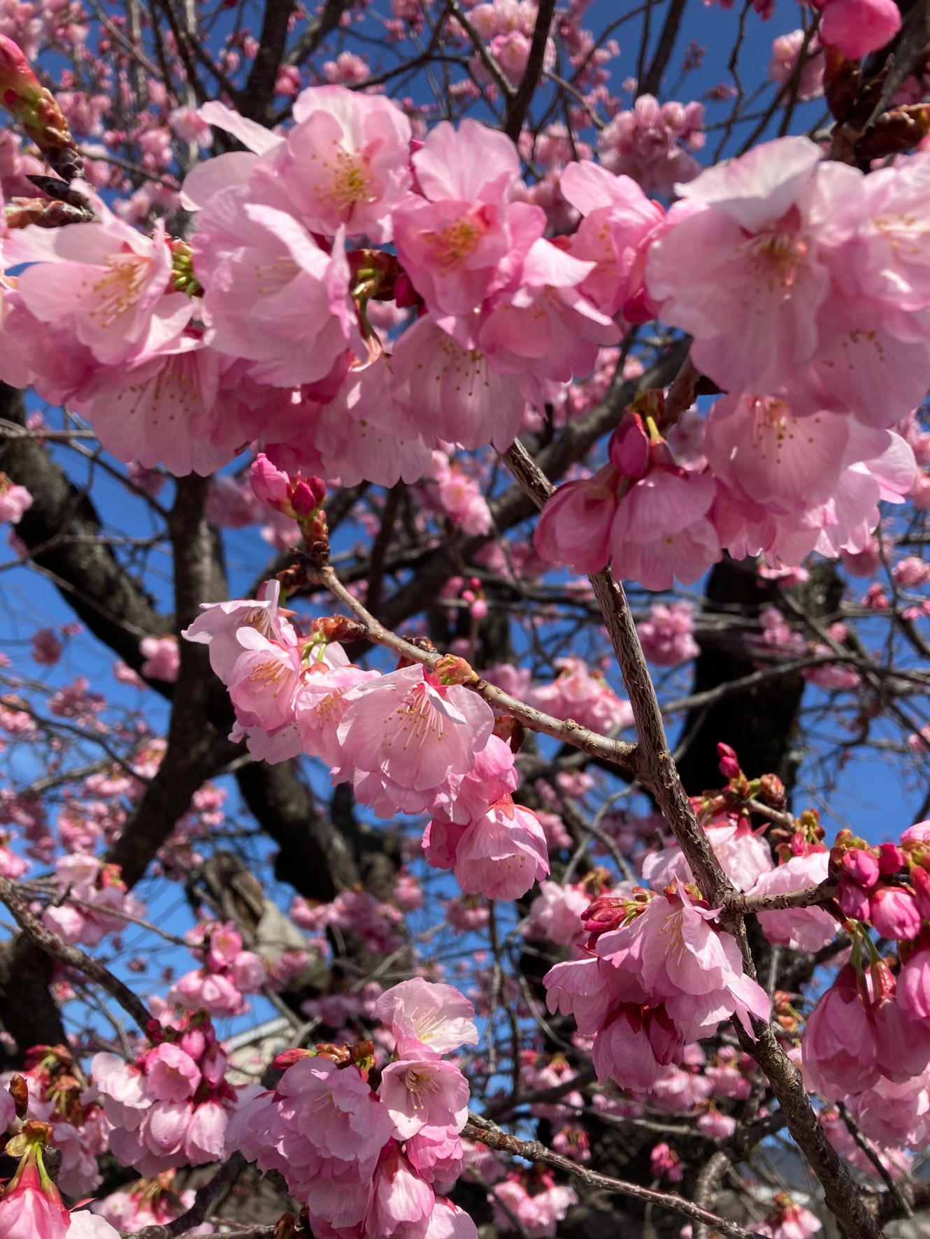満開の桜🌸