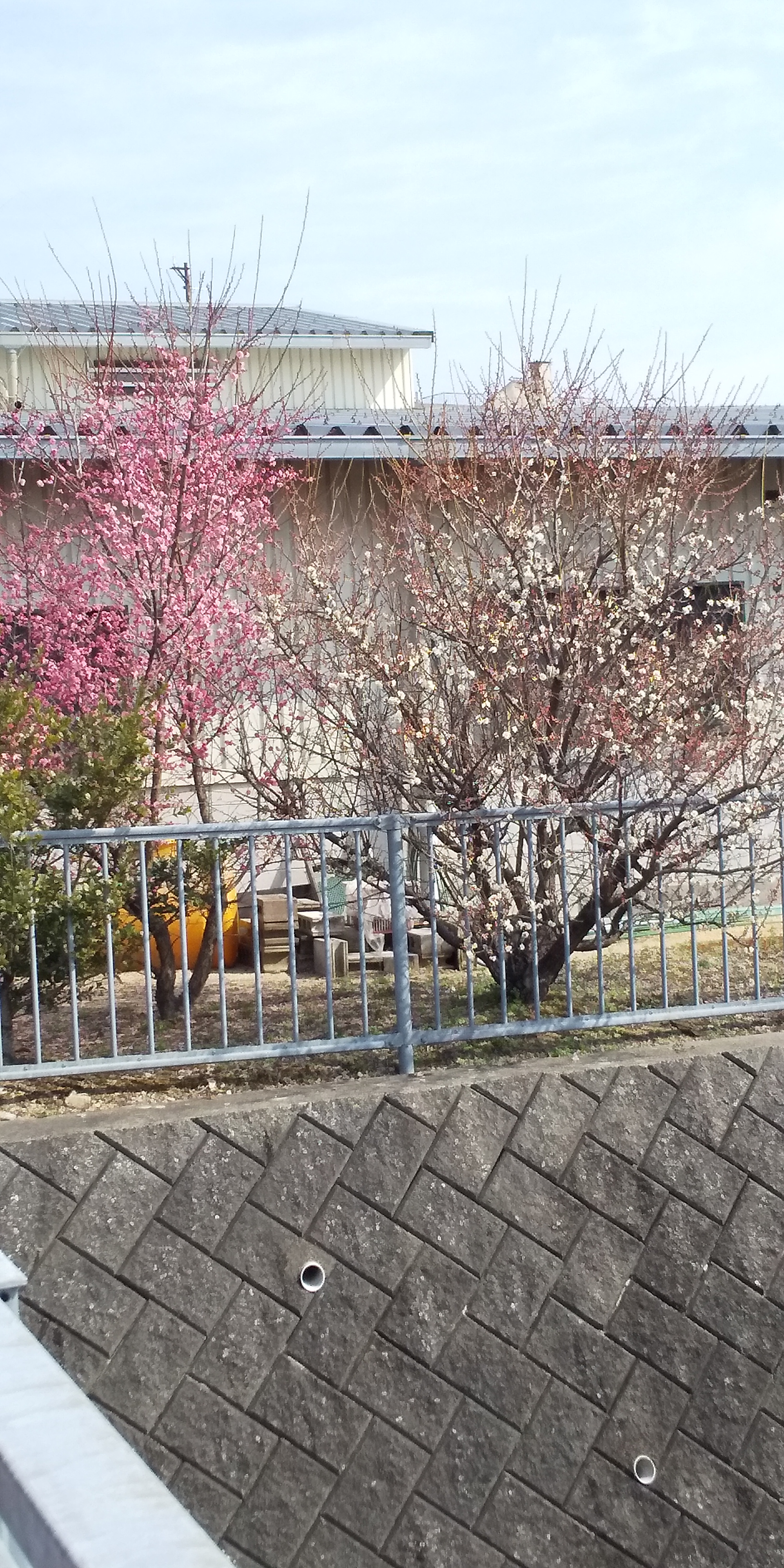 ご近所の紅白の梅の花