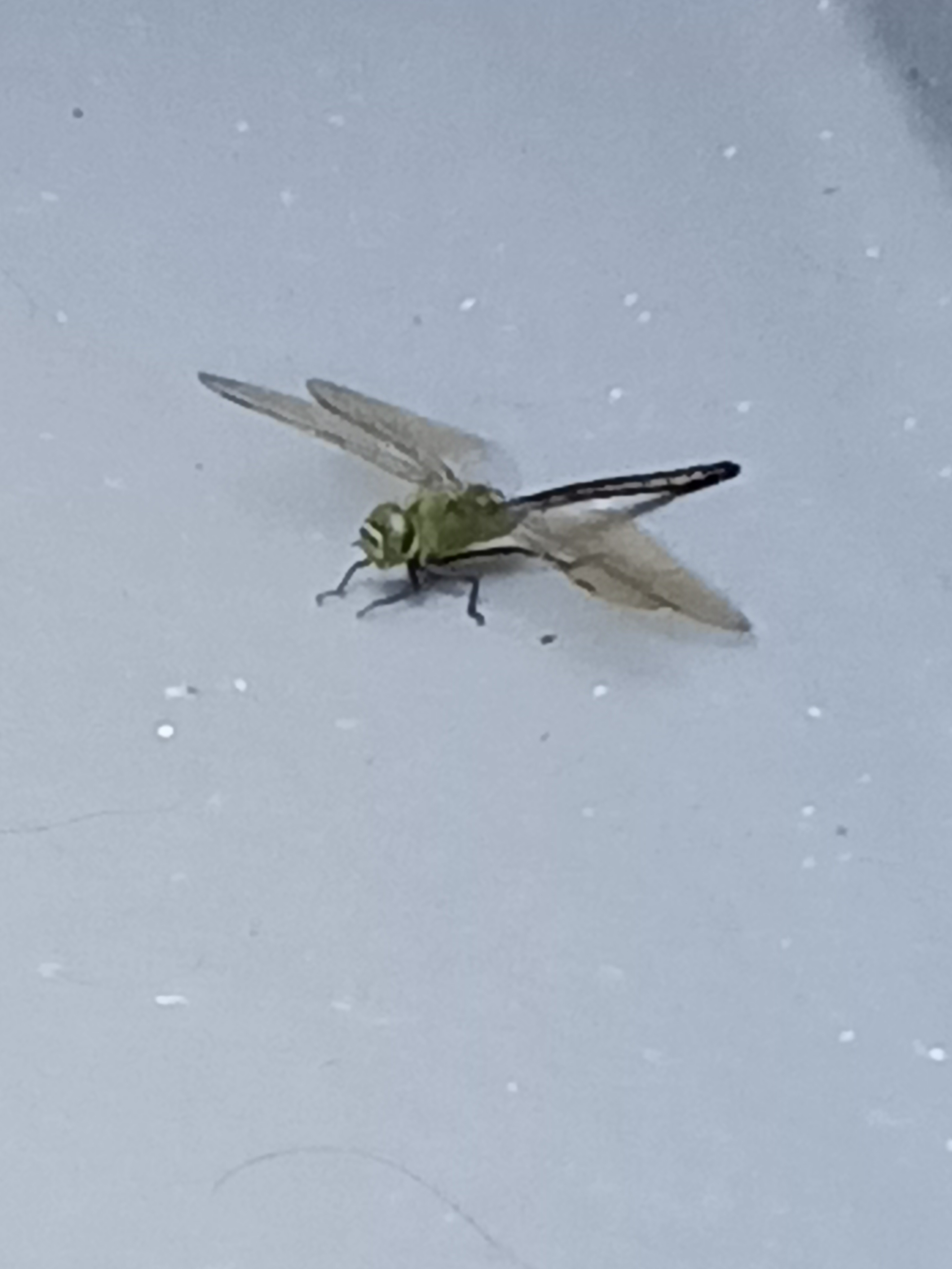 とんぼ