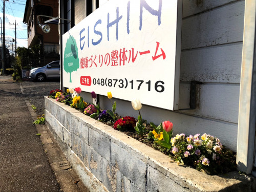 チューリップ開花🌷