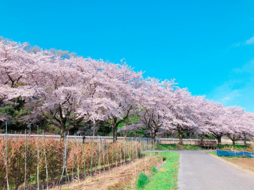 桜満開🌸