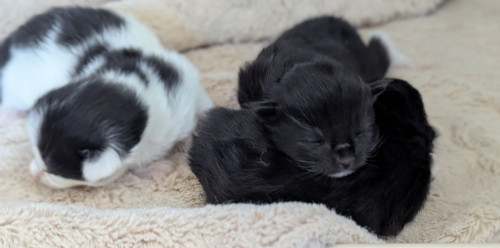 メインクーン出産情報!