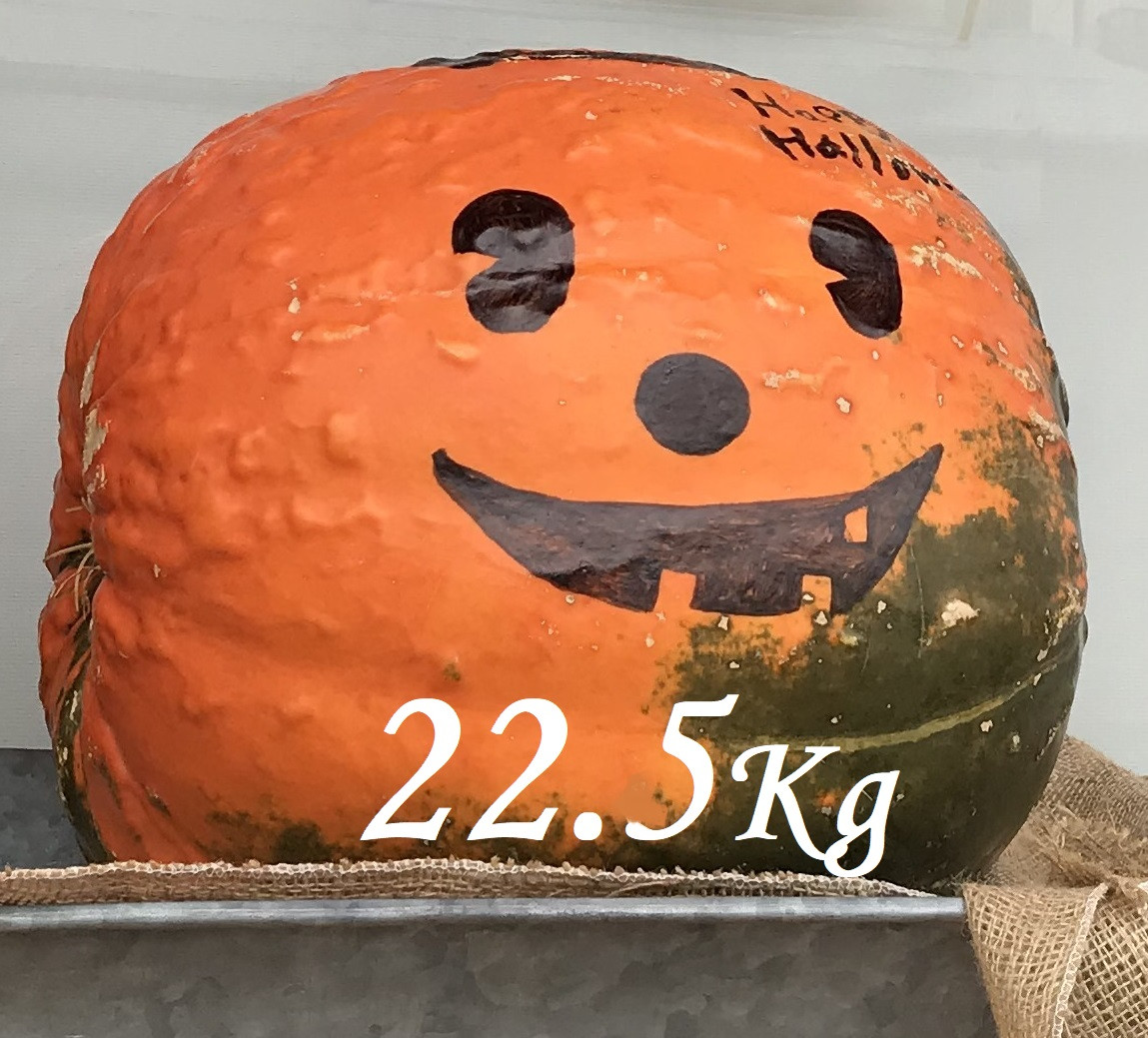 ジャンボかぼちゃ　重量当てクイズ 正解発表とお知らせ