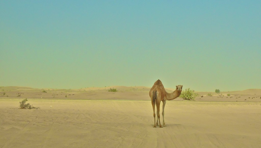 砂漠.jpg