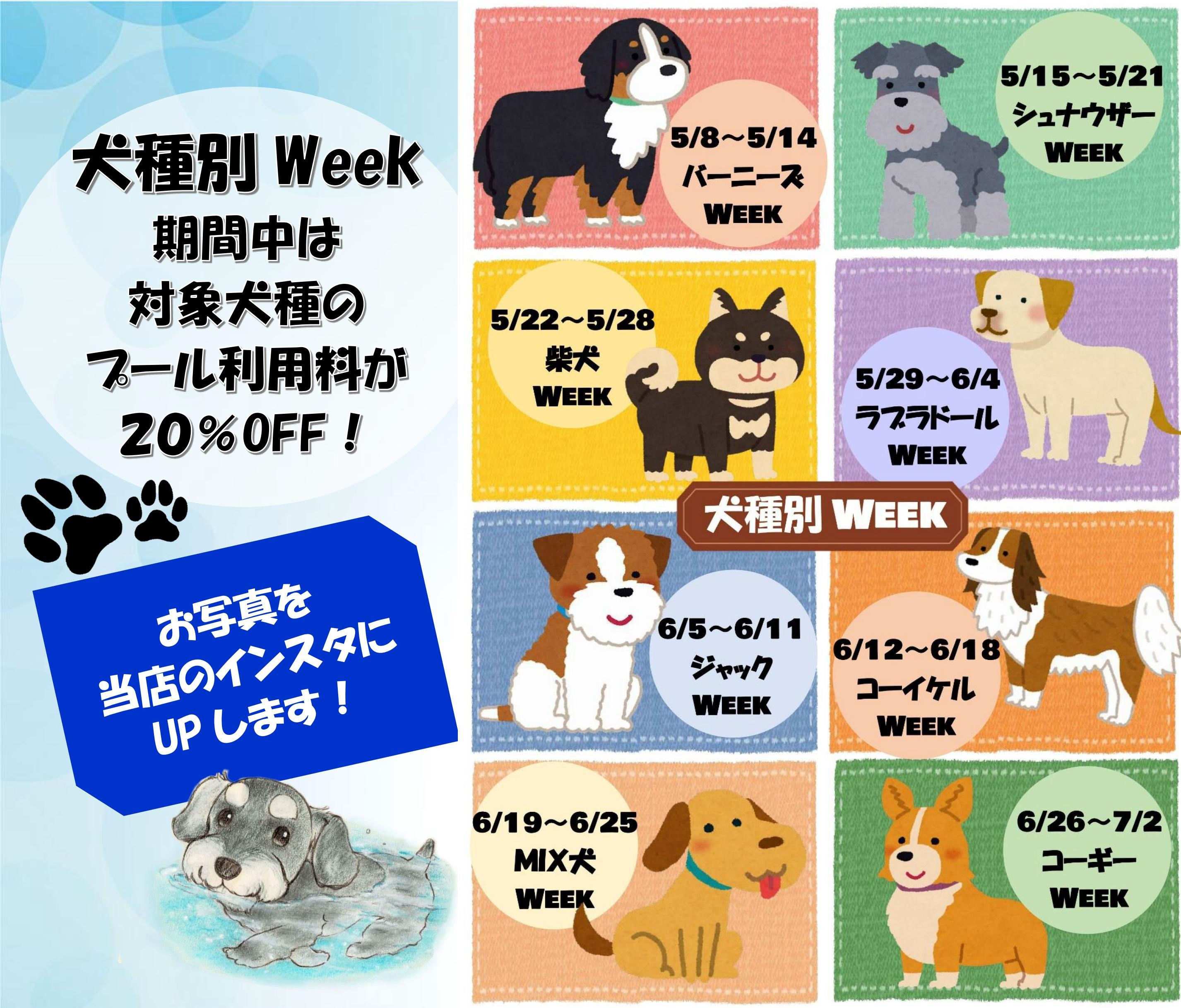 プール犬種別Weekキャンペーン開催中！