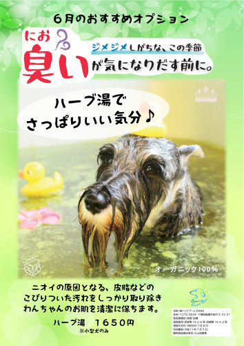 6月の美容オススメはハーブ湯!