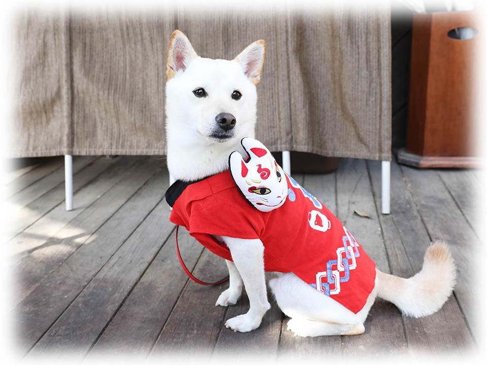 神戸市西区・グッドラックさんで飛行犬撮影会