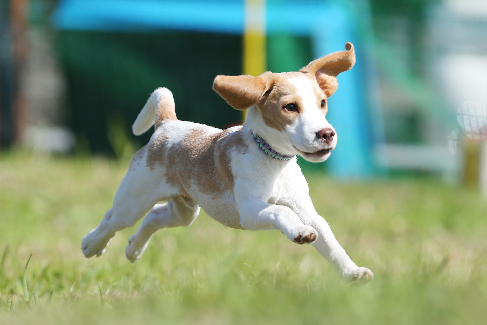 兵庫県加古川市で飛行犬撮影会