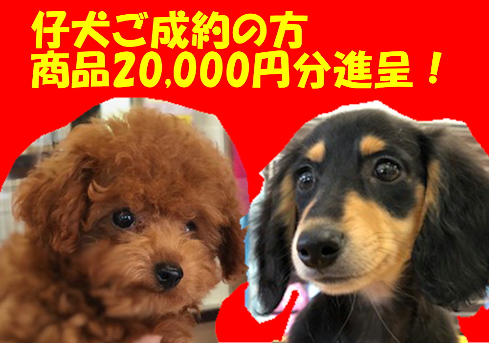 7月ボーナスセール.JPG