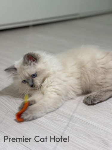 【猫専門ホテル】ラガマフィンの男の子🥰