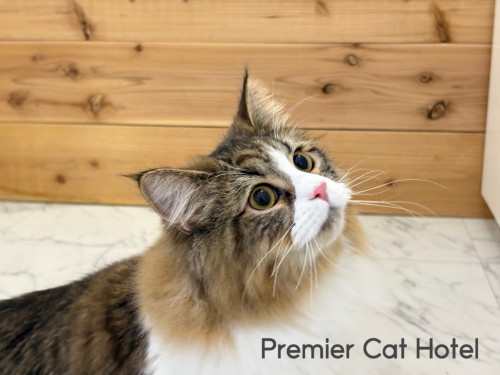 【猫専門ホテル】サイベリアンの男の子✨