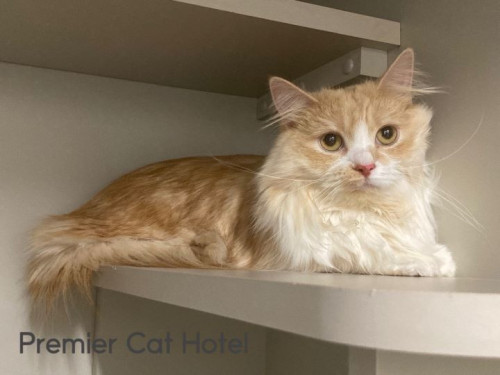 【猫専門ホテル】ミヌエットの女の子😽