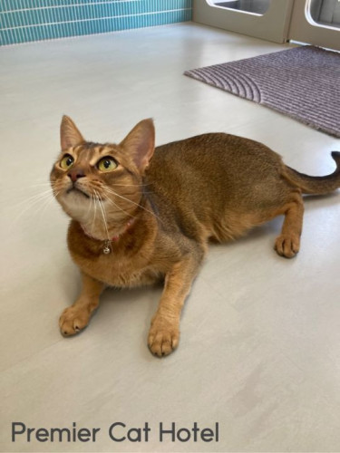【猫専門ホテル】アビシニアンの女の子💕