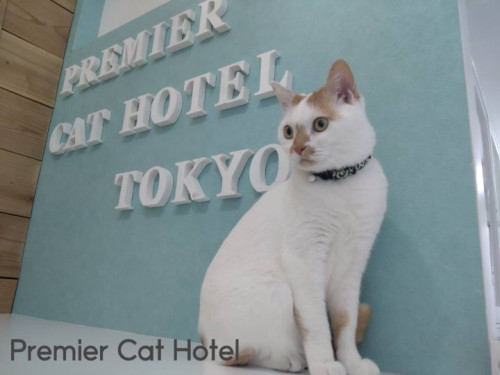 【猫専門ホテル】茶白の男の子🐈💙