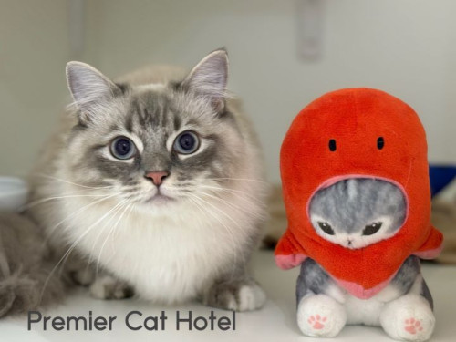 【猫専門ホテル】マンチカンの男の子🥰