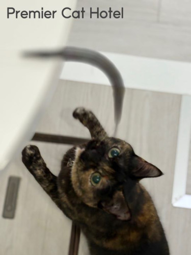 【猫専門ホテル】せーのっ❕でいくよ~😻