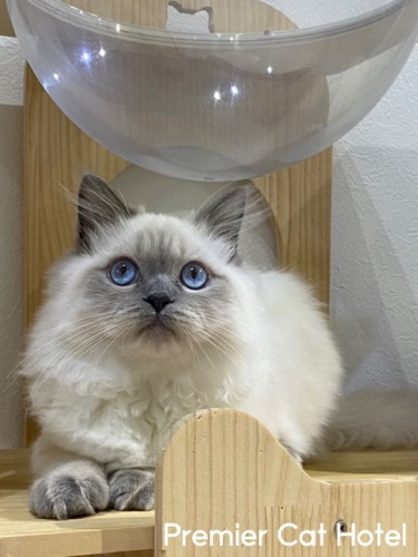 【猫専門ホテル】吸い込まれそうな瞳…😌✨