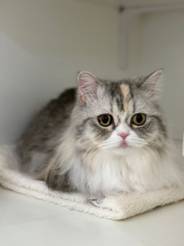 【猫専門ホテル】ミヌエットの女の子🎀