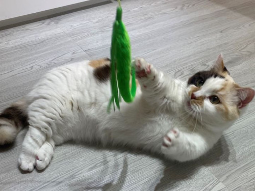 【猫専門ホテル】ふわもこハンター、グリーンに夢中❕💚