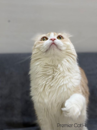 【猫専門ホテル】見上げる瞳にきゅん🥺💑