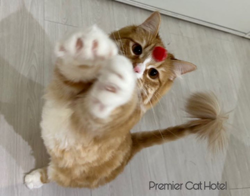 【猫専門ホテル】おててでハートを届ける甘えんぼさん💕