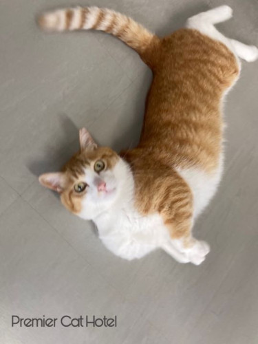 【猫専門ホテル】ころん、と甘え上手な視線👀💗