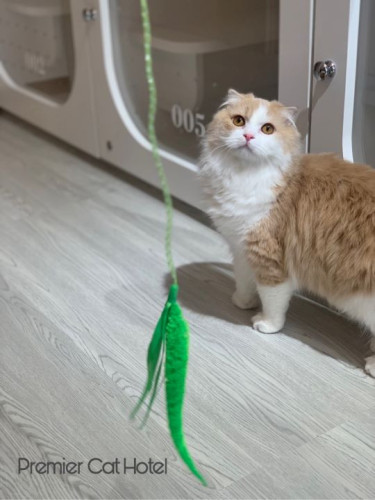 【猫専門ホテル】ねらいを定めて…👀